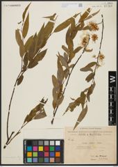 Foto von Salix acmophylla Boiss.